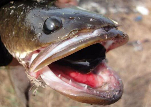 蛇头鱼可离水存活数天,盘点世界十大魔鬼鱼